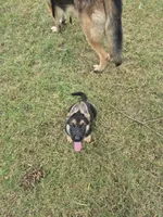 Fatboy Jelly Roll (Pick of the litter!), a male German Shepherd Dog for sale in Greensboro, NC – 9 of 10