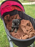 Tip, a male German Shepherd Dog for sale in Greensboro, NC – 7 of 7