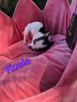 Baby Koala, a female Chihuahua for sale in Greensboro, NC – 7 of 10