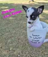 Kangaroo/Kanga, a female Chihuahua for sale in Greensboro, NC – 1 of 10