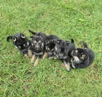 Tip, a male German Shepherd Dog for sale in Greensboro, NC – 8 of 10