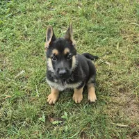Fatboy Jelly Roll (Pick of the litter!), a male German Shepherd Dog for sale in Greensboro, NC – 6 of 10