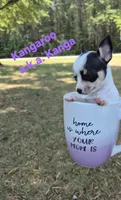 Kangaroo/Kanga, a female Chihuahua for sale in Greensboro, NC – 4 of 10
