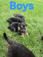 Tip, a male German Shepherd Dog for sale in Greensboro, NC – 5 of 7