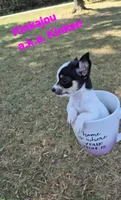 Kangaroo/Kanga, a female Chihuahua for sale in Greensboro, NC – 9 of 10