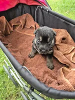 Tip, a male German Shepherd Dog for sale in Greensboro, NC – 4 of 7