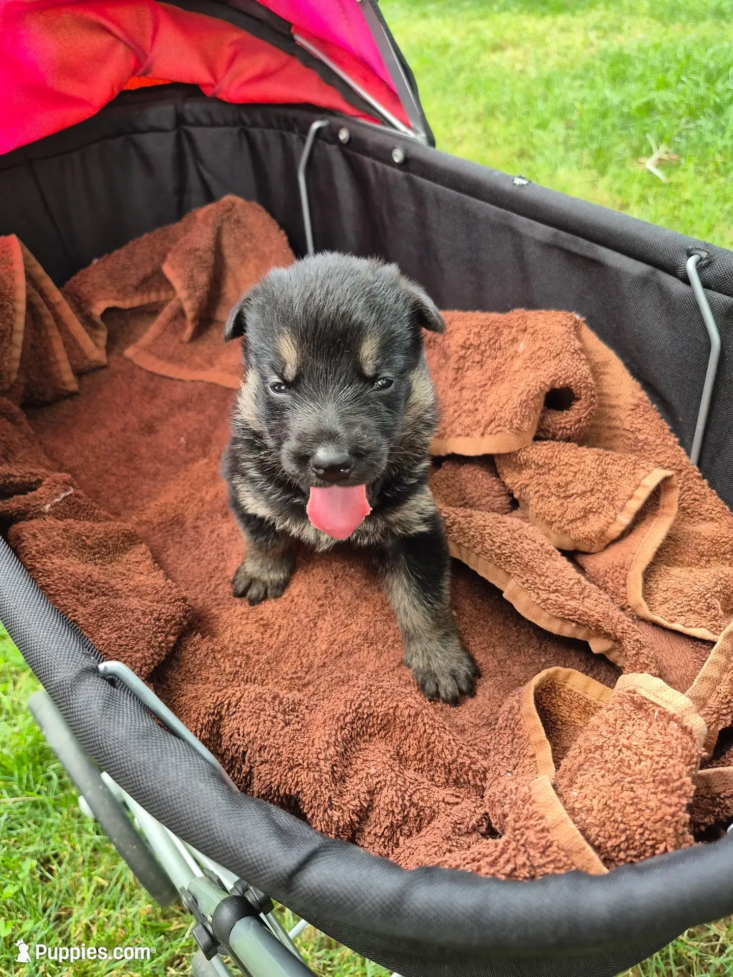 Tip, a male German Shepherd Dog for sale in Greensboro, NC – 4 of 10