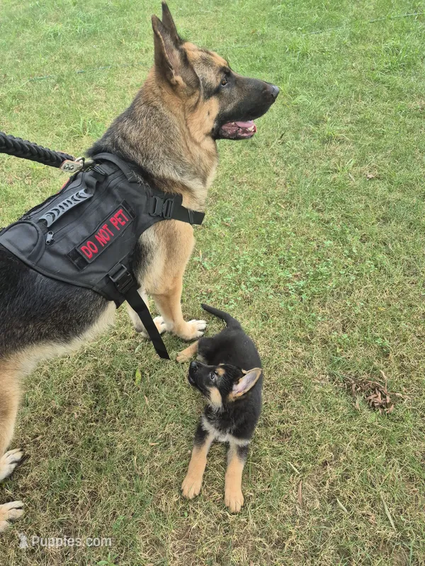 Fatboy Jelly Roll (Pick of the litter!) – German Shepherd Dog puppy for sale in Greensboro, NC