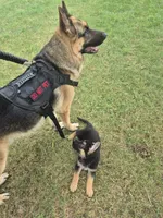 Fatboy Jelly Roll (Pick of the litter!), a male German Shepherd Dog for sale in Greensboro, NC – 1 of 10