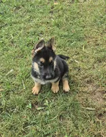 Fatboy Jelly Roll (Pick of the litter!), a male German Shepherd Dog for sale in Greensboro, NC – 10 of 10