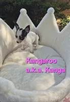 Baby Koala, a female Chihuahua for sale in Greensboro, NC – 10 of 10