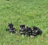 Tip, a male German Shepherd Dog for sale in Greensboro, NC – 3 of 10