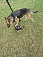 Fatboy Jelly Roll (Pick of the litter!), a male German Shepherd Dog for sale in Greensboro, NC – 8 of 10