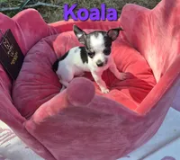 Baby Koala, a female Chihuahua for sale in Greensboro, NC – 6 of 10