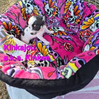 Baby Koala, a female Chihuahua for sale in Greensboro, NC – 4 of 10