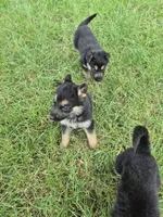 Tip, a male German Shepherd Dog for sale in Greensboro, NC – 5 of 10