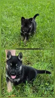 Tip, a male German Shepherd Dog for sale in Greensboro, NC – 1 of 10
