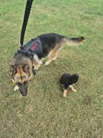 Fatboy Jelly Roll (Pick of the litter!), a male German Shepherd Dog for sale in Greensboro, NC – 4 of 10