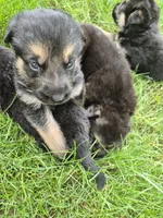 Tip, a male German Shepherd Dog for sale in Greensboro, NC – 2 of 7