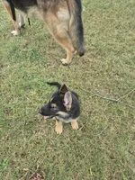 Fatboy Jelly Roll (Pick of the litter!), a male German Shepherd Dog for sale in Greensboro, NC – 3 of 10