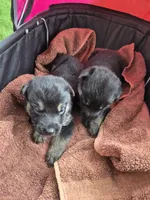 Tip, a male German Shepherd Dog for sale in Greensboro, NC – 3 of 7