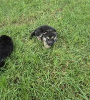 Tip, a male German Shepherd Dog for sale in Greensboro, NC – 9 of 10