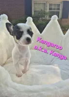 Baby Koala, a female Chihuahua for sale in Greensboro, NC – 9 of 10