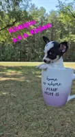 Kangaroo/Kanga, a female Chihuahua for sale in Greensboro, NC – 3 of 10