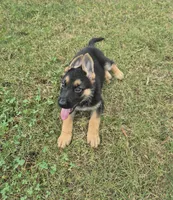 Fatboy Jelly Roll (Pick of the litter!), a male German Shepherd Dog for sale in Greensboro, NC – 2 of 10