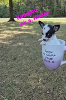Kangaroo/Kanga, a female Chihuahua for sale in Greensboro, NC – 6 of 10