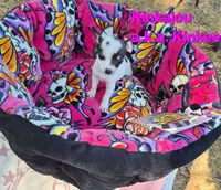 Kangaroo/Kanga, a female Chihuahua for sale in Greensboro, NC – 10 of 10