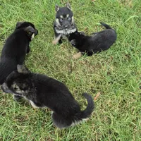 Tip, a male German Shepherd Dog for sale in Greensboro, NC – 7 of 10