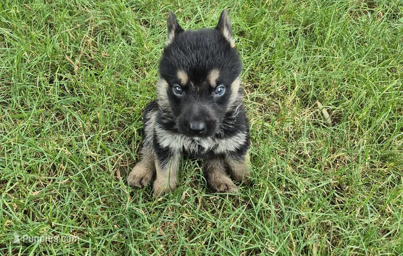 Tip – German Shepherd Dog puppy for sale in Greensboro, NC