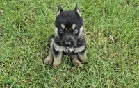Tip, a male German Shepherd Dog for sale in Greensboro, NC – 2 of 10
