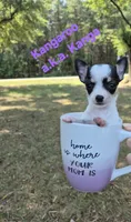 Baby Koala, a female Chihuahua for sale in Greensboro, NC – 2 of 10