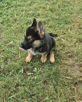 Fatboy Jelly Roll (Pick of the litter!), a male German Shepherd Dog for sale in Greensboro, NC – 5 of 10