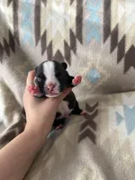 Boy , a male French Bulldog for sale in Millbrook, AL – Photo 2 of 3