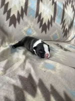 Boy , a male French Bulldog for sale in Millbrook, AL – Photo 3 of 3