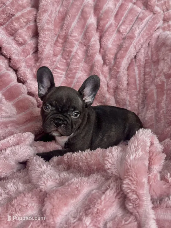 Coco – French Bulldog puppy for sale in Millbrook, AL
