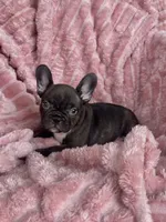 Coco, a female French Bulldog for sale in Millbrook, AL – Photo 1 of 4