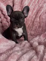 Coco, a female French Bulldog for sale in Millbrook, AL – Photo 2 of 4