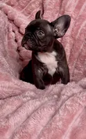 Coco, a female French Bulldog for sale in Millbrook, AL – Photo 4 of 4