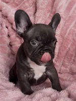 Coco, a female French Bulldog for sale in Millbrook, AL – Photo 3 of 4