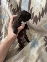 girl 2, a female French Bulldog for sale in Millbrook, AL – Photo 2 of 3