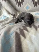 girl 2, a female French Bulldog for sale in Millbrook, AL – Photo 3 of 3