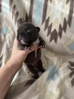 girl 2, a female French Bulldog for sale in Millbrook, AL – Photo 1 of 3