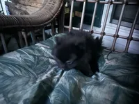 sassy, a female Pomeranian for sale in Southport, NC – 4 of 7