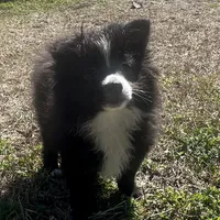 PEPPER, a female Pomeranian for sale in Southport, NC – Photo 2 of 10