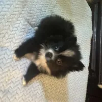 PEPPER, a female Pomeranian for sale in Southport, NC – Photo 6 of 10