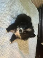 PEPPER, a female Pomeranian for sale in Southport, NC – Photo 5 of 9